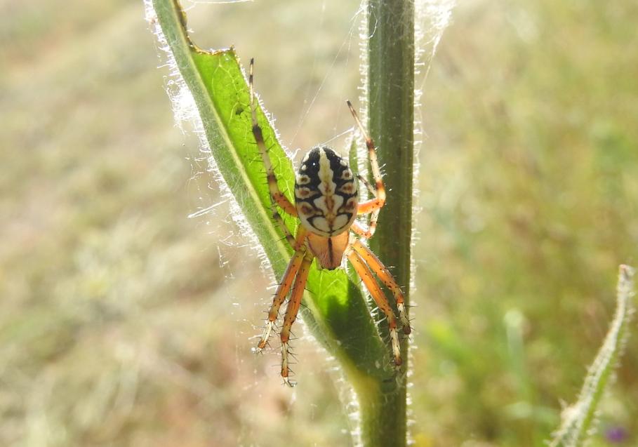 Neoscona adianta? S ! Gorgoglione (MT)